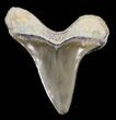 Cretaceous Cretoxyrhina Shark Tooth - Kansas #31640-1